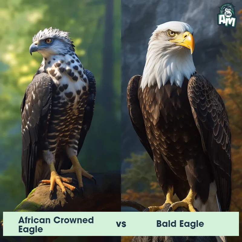 African Crowned Eagle vs Bald Eagle - Animal Matchup