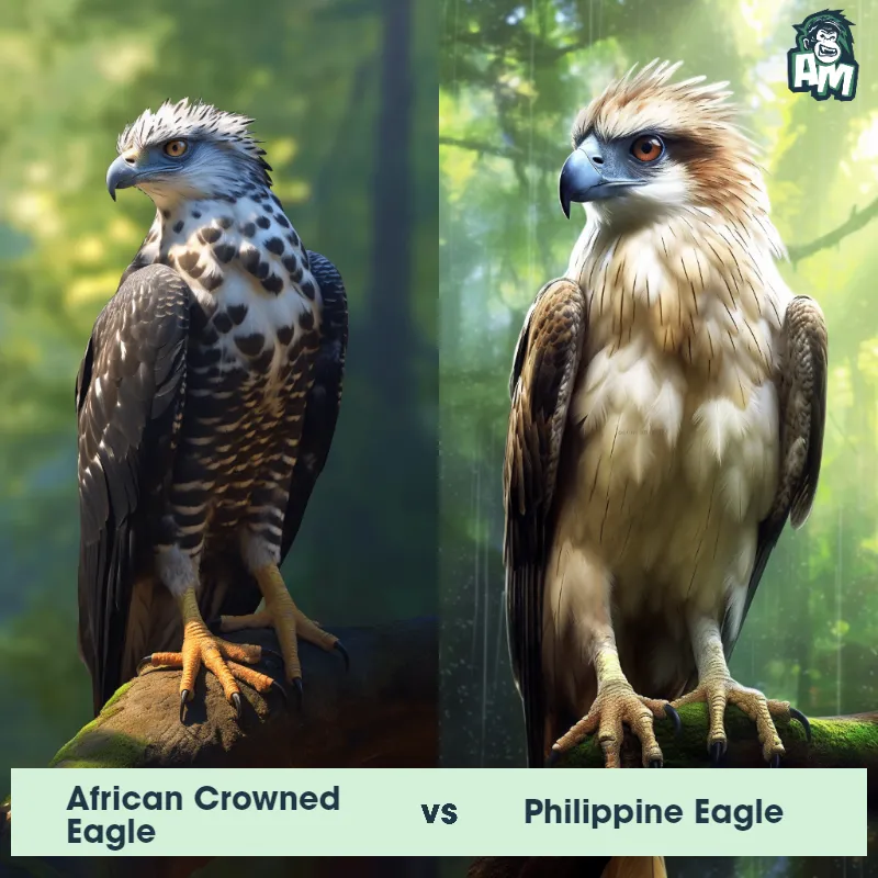 African Crowned Eagle vs Philippine Eagle - Animal Matchup