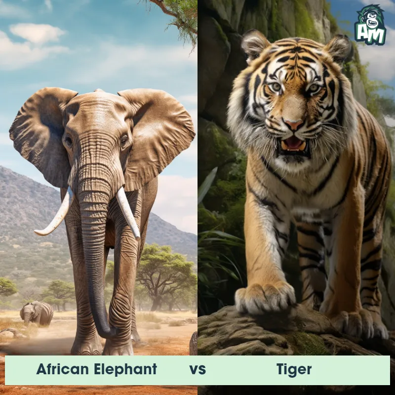 African Elephant vs Tiger - Animal Matchup