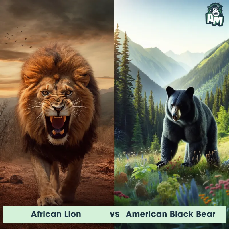 African Lion vs American Black Bear - Animal Matchup
