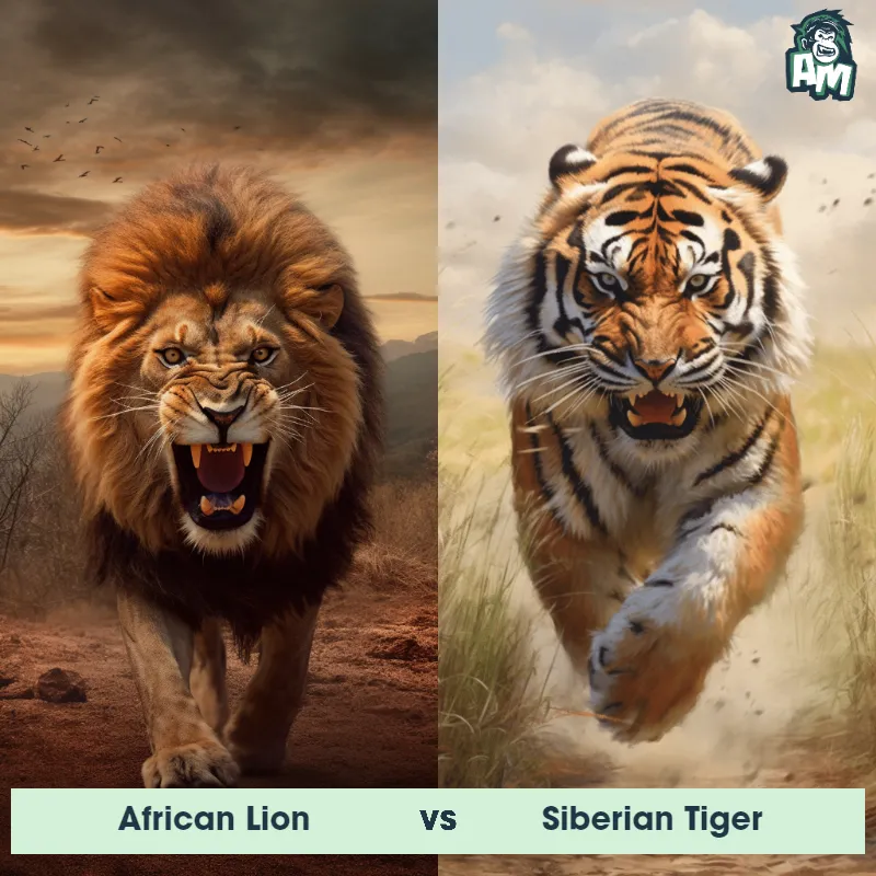African Lion vs Siberian Tiger - Animal Matchup