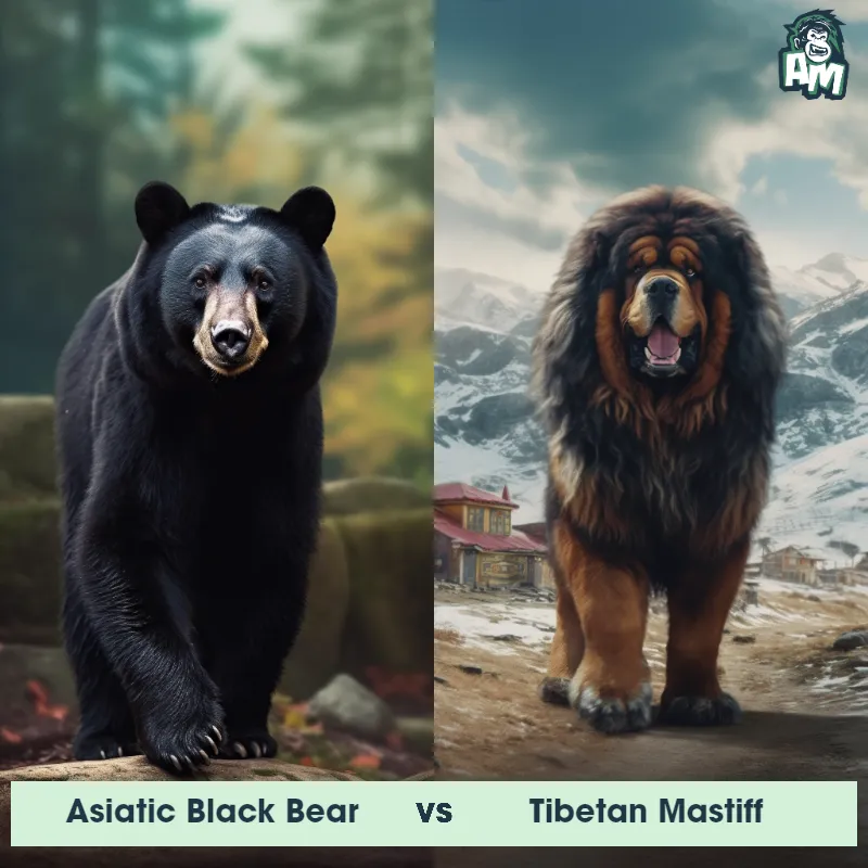 Asiatic Black Bear vs Tibetan Mastiff - Animal Matchup