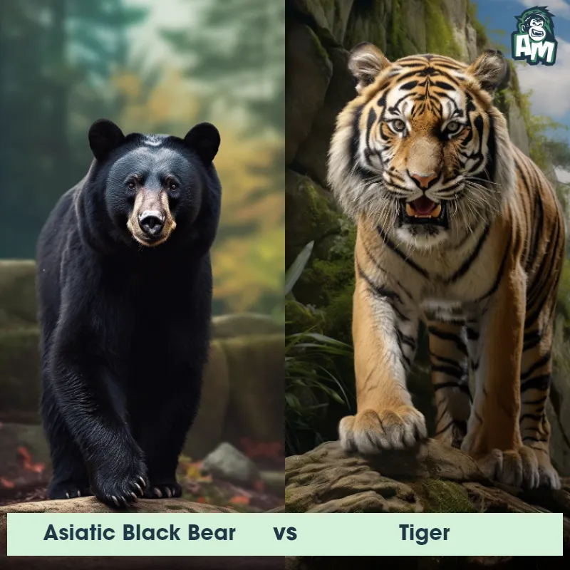 Asiatic Black Bear vs Tiger - Animal Matchup