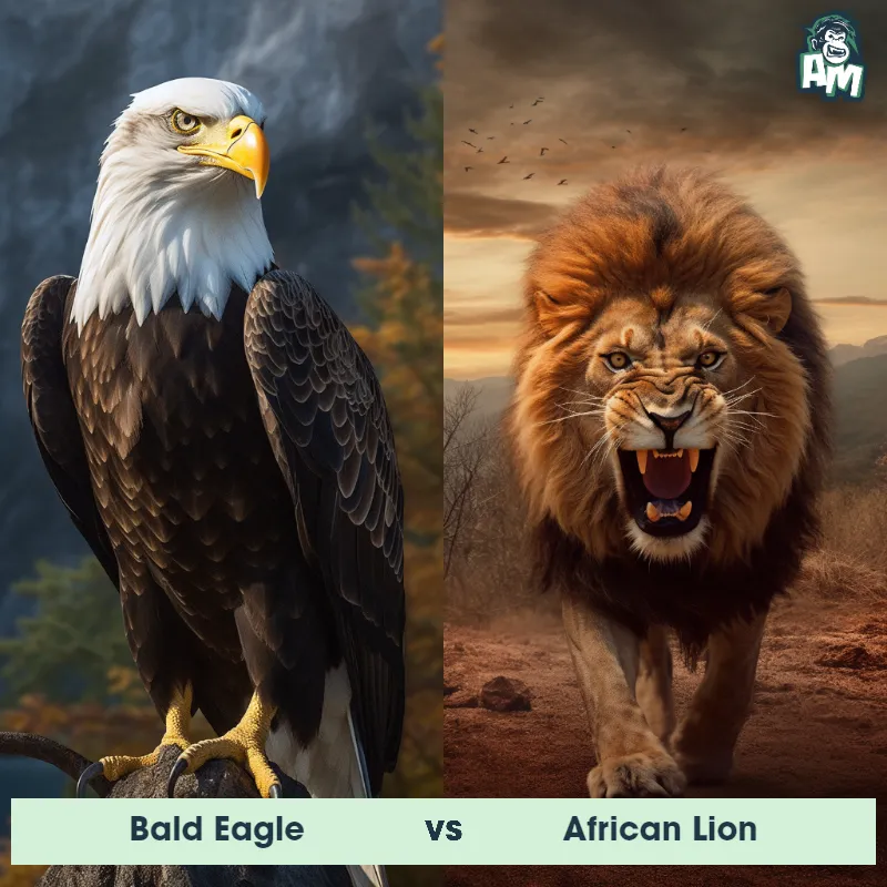 Bald Eagle vs African Lion - Animal Matchup