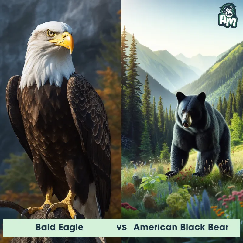 Bald Eagle vs American Black Bear - Animal Matchup