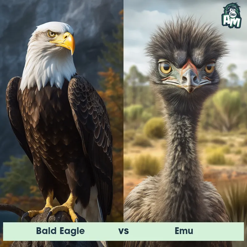 Bald Eagle vs Emu - Animal Matchup