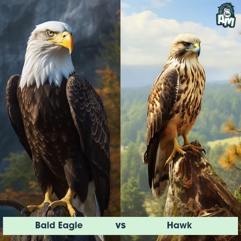 Bald Eagle vs Hawk - Animal Matchup