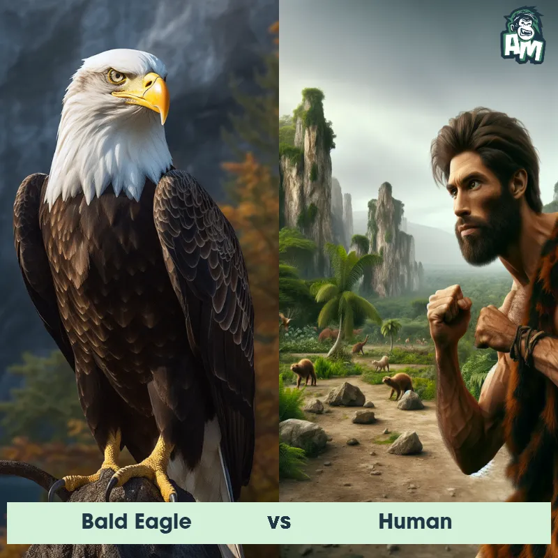 Bald Eagle vs Human - Animal Matchup