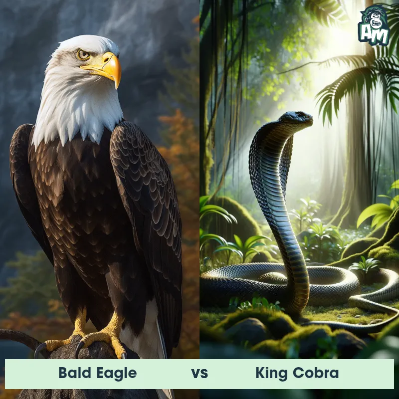 Bald Eagle vs King Cobra - Animal Matchup