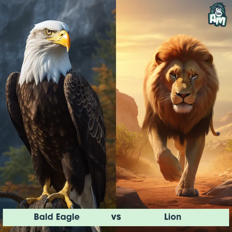 Bald Eagle vs Lion - Animal Matchup