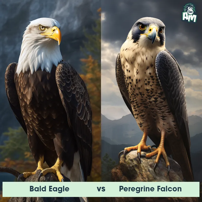 Bald Eagle vs Peregrine Falcon - Animal Matchup