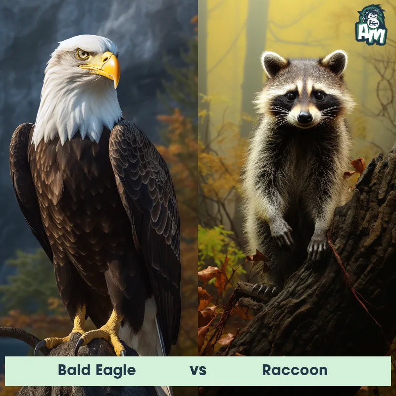 Bald Eagle vs Raccoon - Animal Matchup