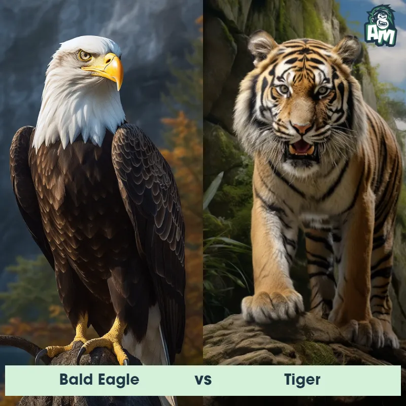 Bald Eagle vs Tiger - Animal Matchup