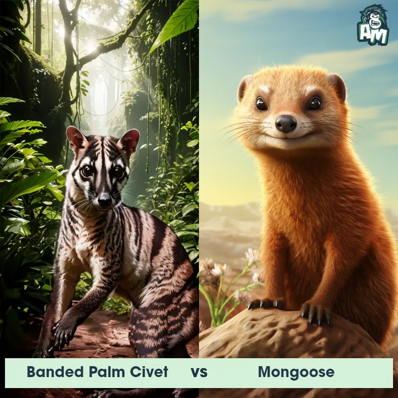 Banded Palm Civet vs Mongoose - Animal Matchup