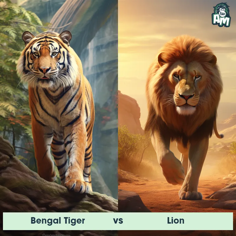 Bengal Tiger vs Lion - Animal Matchup