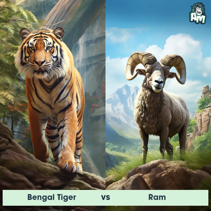 Bengal Tiger vs Ram - Animal Matchup