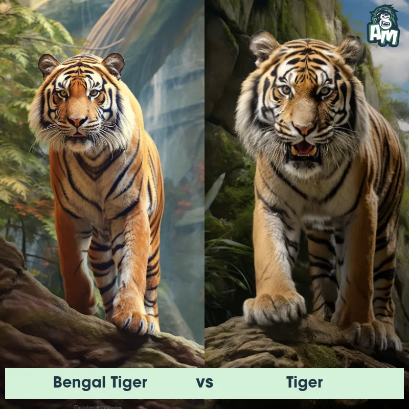 Bengal Tiger vs Tiger - Animal Matchup