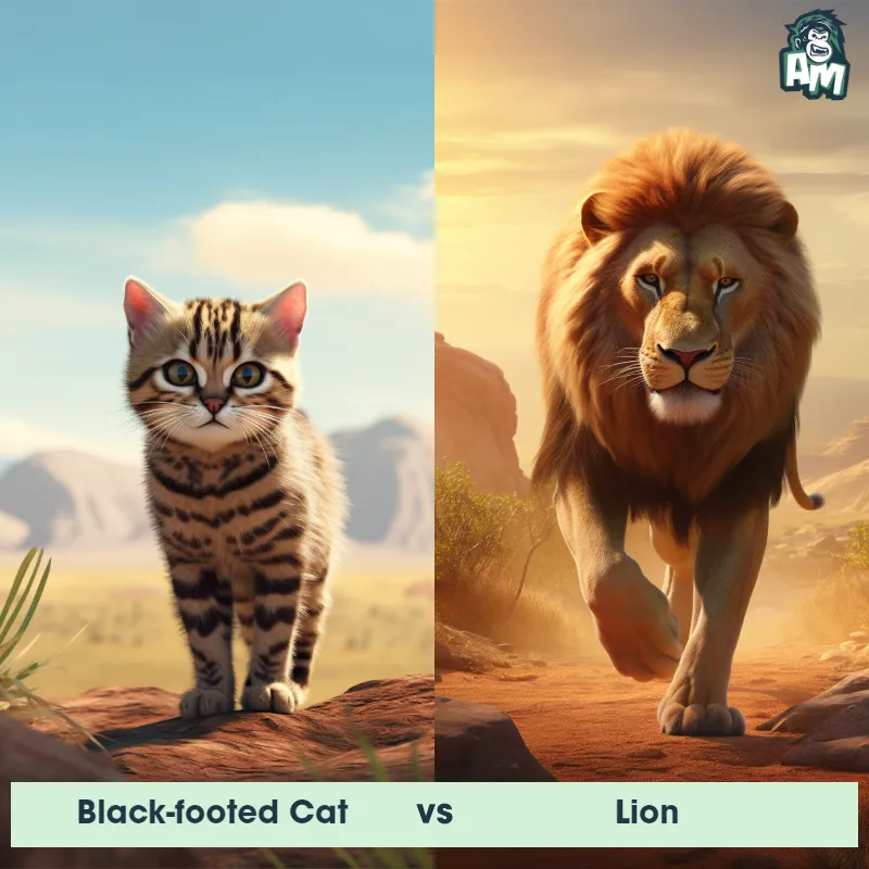 Black-footed Cat vs Lion - Animal Matchup