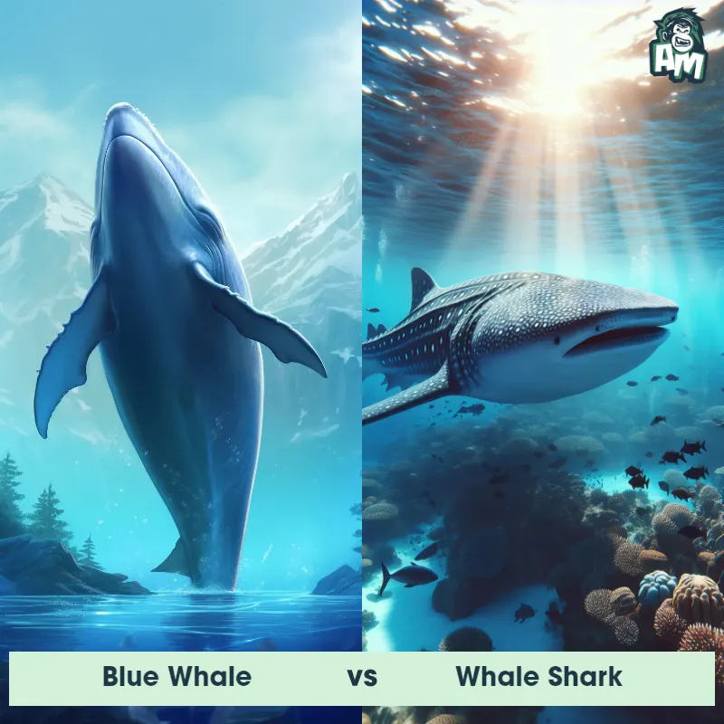 Blue Whale vs Whale Shark - Animal Matchup
