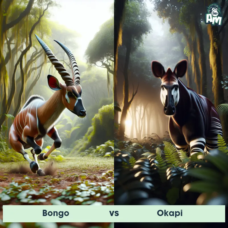 Bongo vs Okapi - Animal Matchup