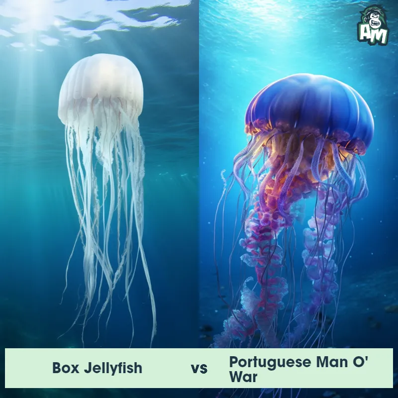 Box Jellyfish vs Portuguese Man O' War - Animal Matchup