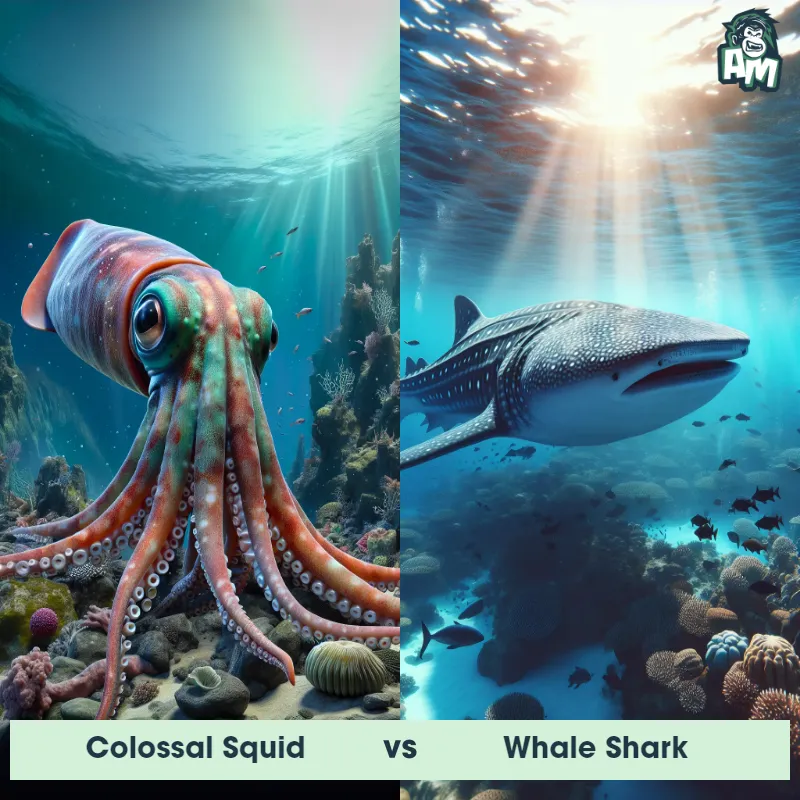 Colossal Squid vs Whale Shark - Animal Matchup