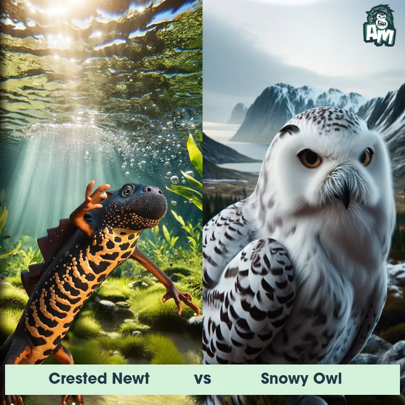 Crested Newt vs Snowy Owl - Animal Matchup