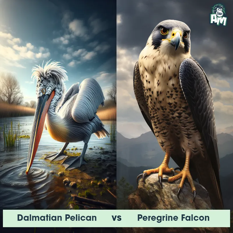 Dalmatian Pelican vs Peregrine Falcon - Animal Matchup