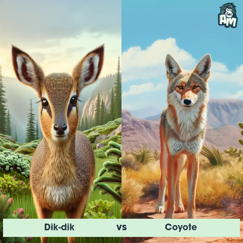 Dik-dik vs Coyote - Animal Matchup