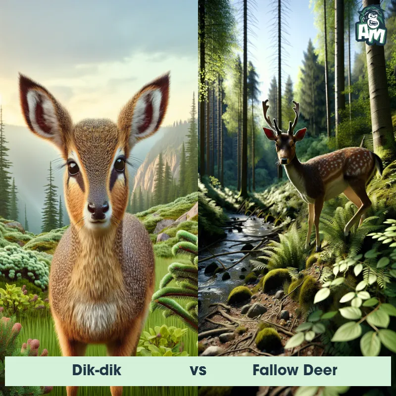 Dik-dik vs Fallow Deer - Animal Matchup