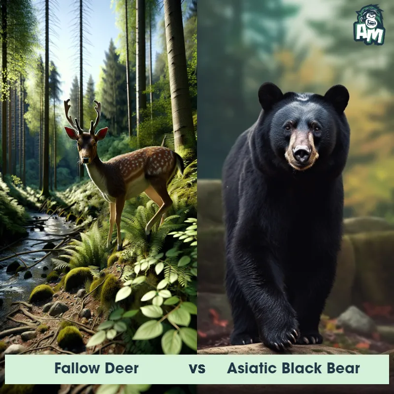 Fallow Deer vs Asiatic Black Bear - Animal Matchup