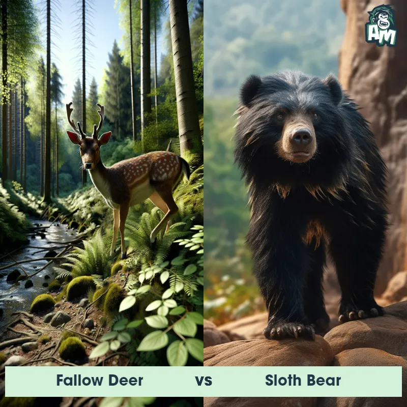 Fallow Deer vs Sloth Bear - Animal Matchup