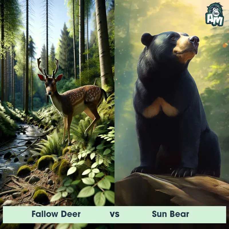 Fallow Deer vs Sun Bear - Animal Matchup