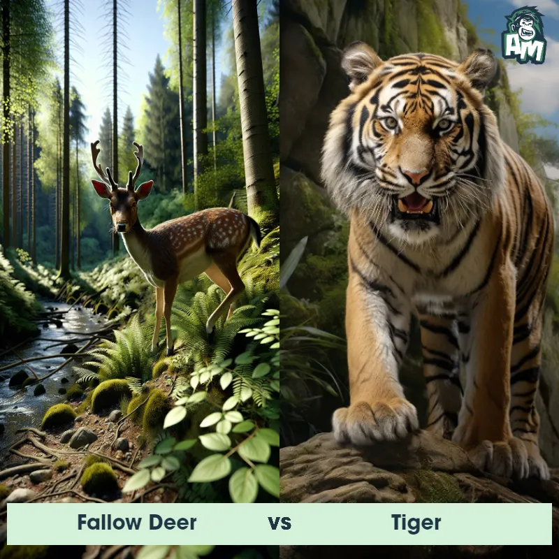 Fallow Deer vs Tiger - Animal Matchup