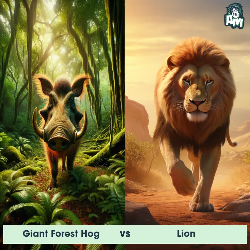 Giant Forest Hog vs Lion - Animal Matchup