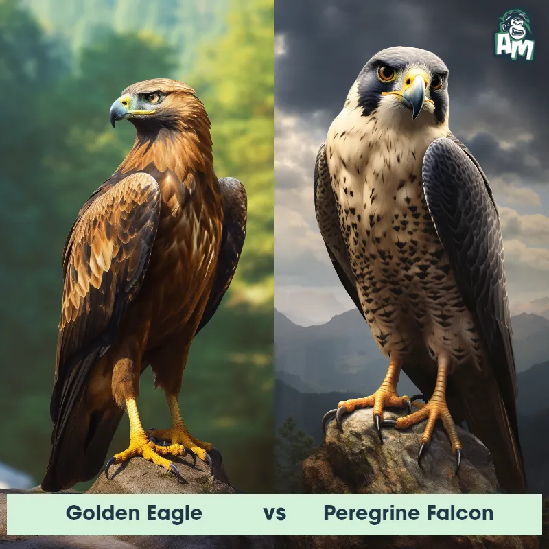 Golden Eagle vs Peregrine Falcon - Animal Matchup