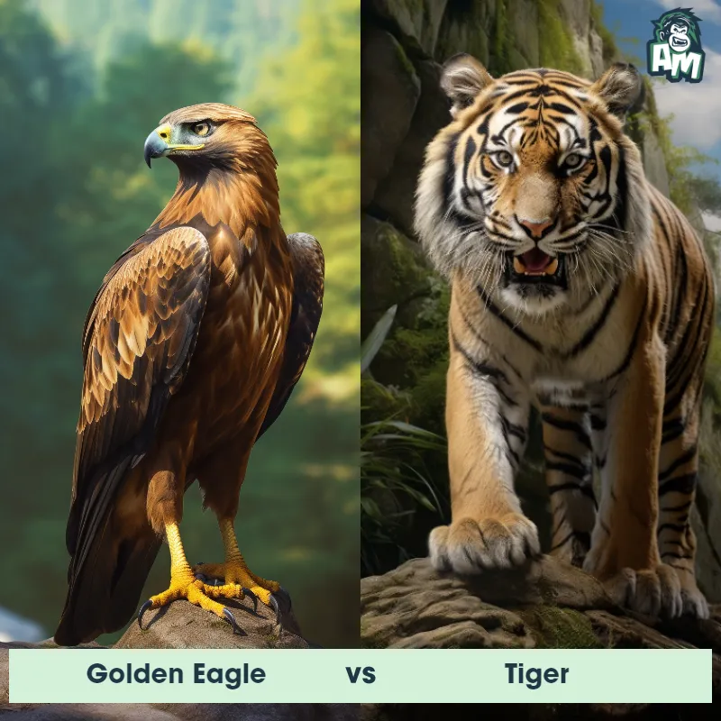 Golden Eagle vs Tiger - Animal Matchup