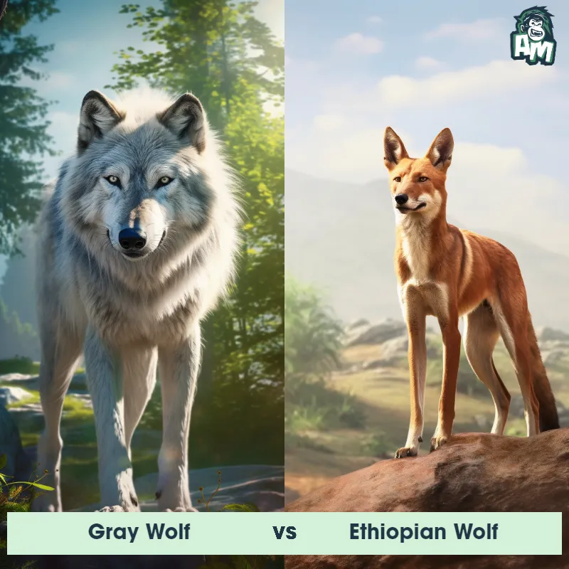 Gray Wolf vs Ethiopian Wolf - Animal Matchup