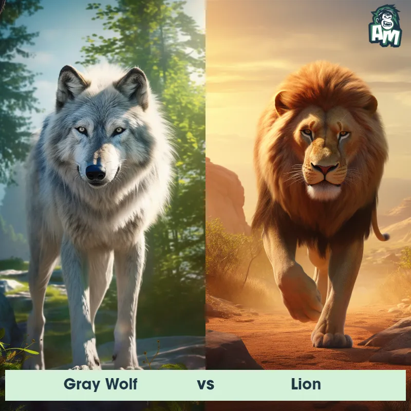 Gray Wolf vs Lion - Animal Matchup