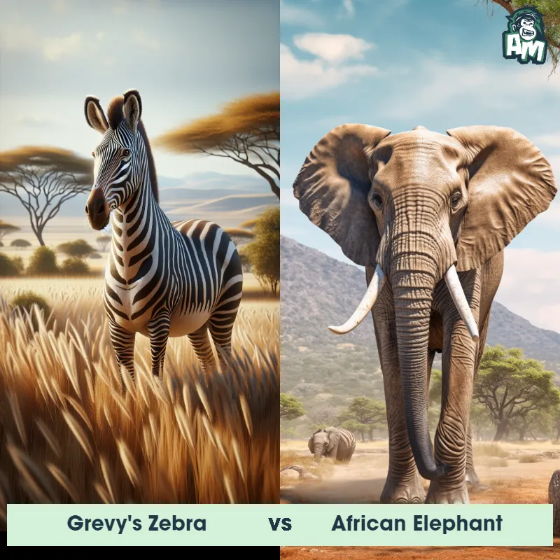 Grevy's Zebra vs African Elephant - Animal Matchup