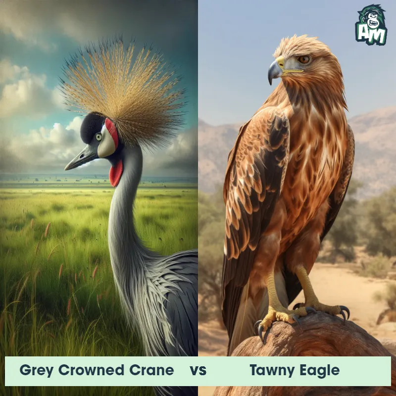 Grey Crowned Crane vs Tawny Eagle - Animal Matchup