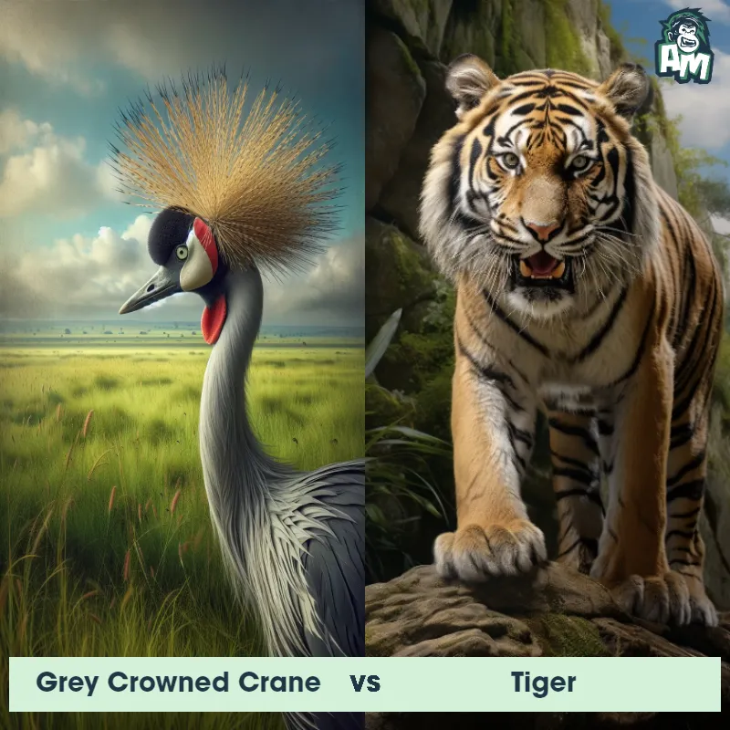 Grey Crowned Crane vs Tiger - Animal Matchup