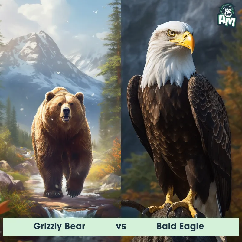 Grizzly Bear vs Bald Eagle - Animal Matchup