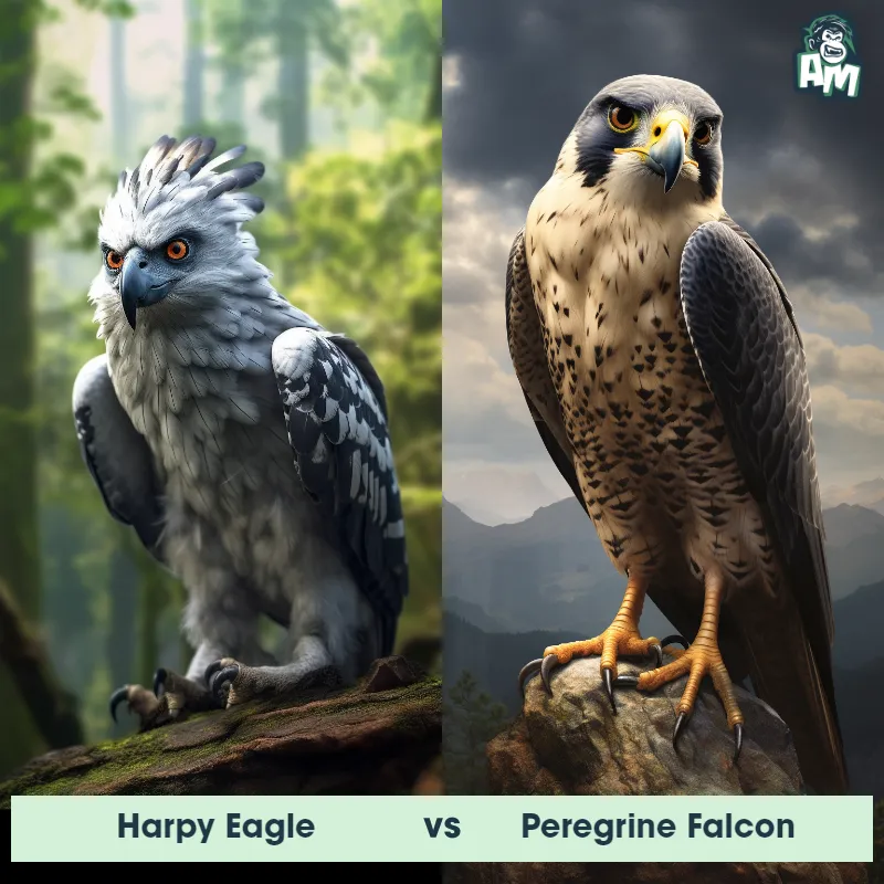 Harpy Eagle vs Peregrine Falcon - Animal Matchup