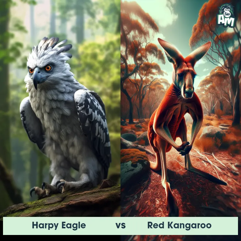 Harpy Eagle vs Red Kangaroo - Animal Matchup
