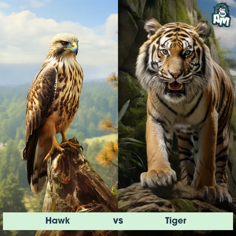 Hawk vs Tiger - Animal Matchup