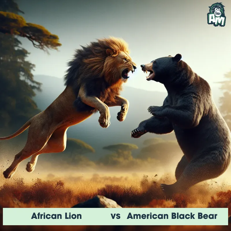 African Lion vs American Black Bear, Battle, American Black Bear On The Offense - Animal Matchup