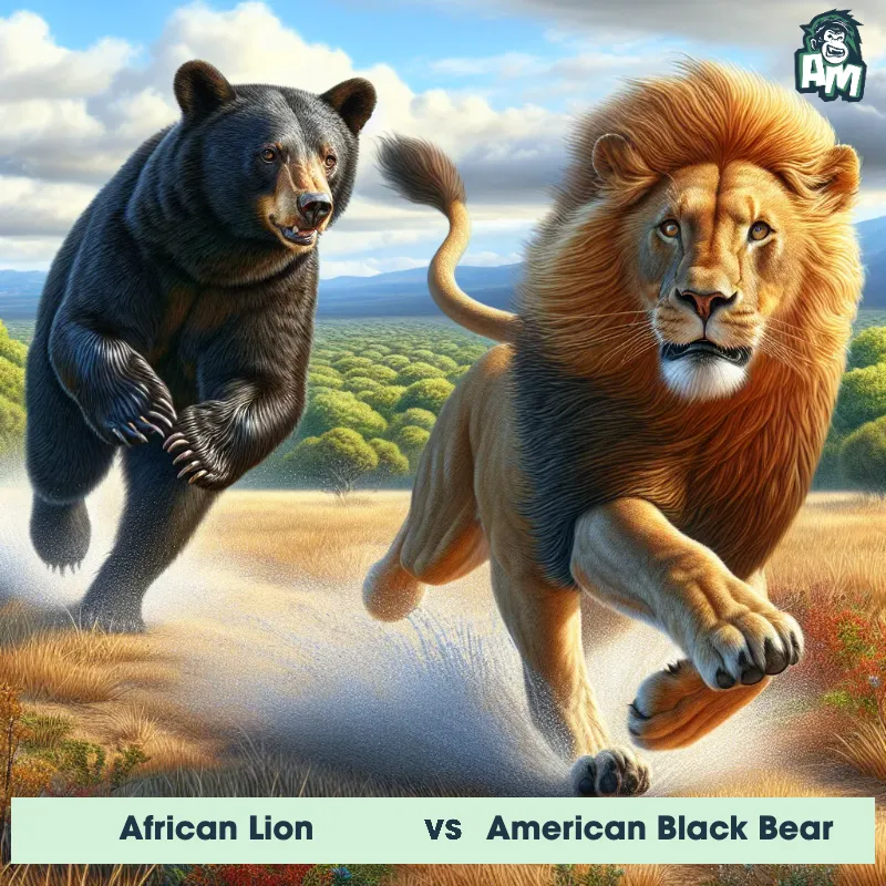 African Lion vs American Black Bear, Chase, African Lion On The Offense - Animal Matchup