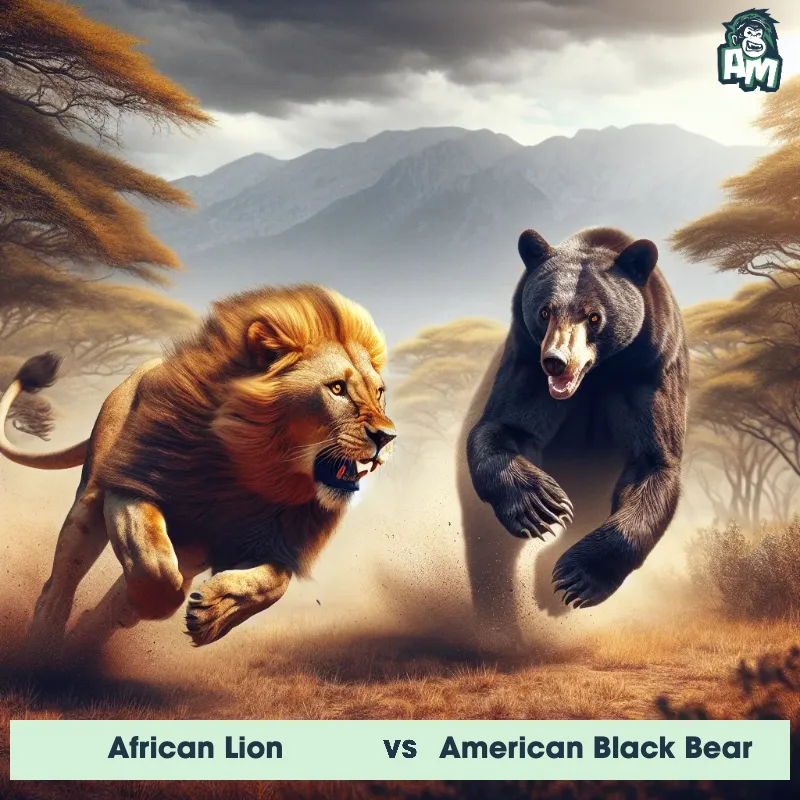 African Lion vs American Black Bear, Chase, American Black Bear On The Offense - Animal Matchup
