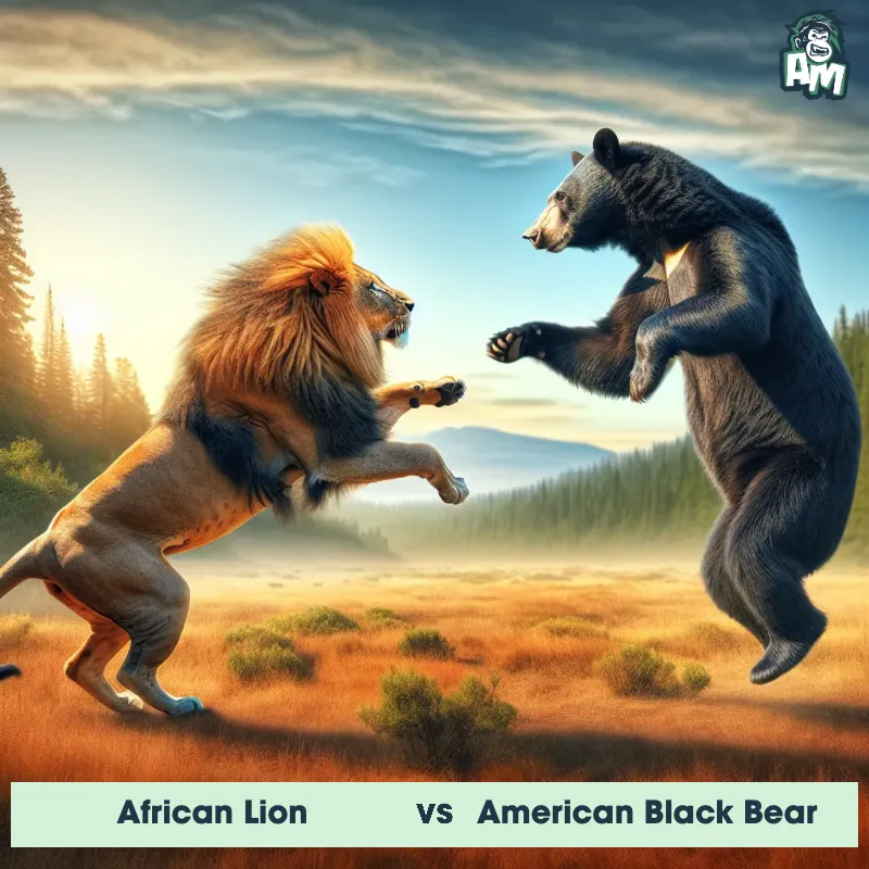 African Lion vs American Black Bear, Dance-off, African Lion On The Offense - Animal Matchup